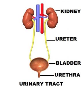 Urinary Tract