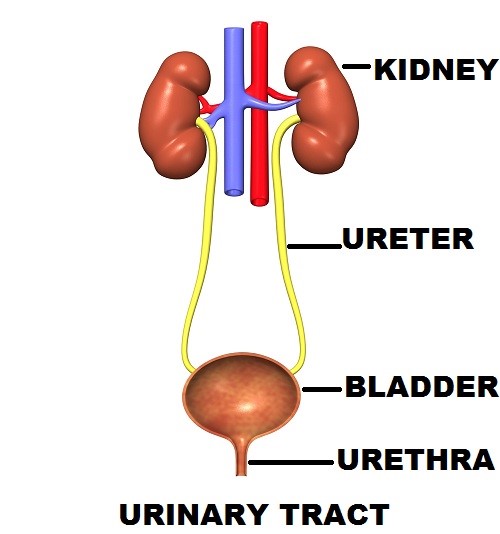 Haematuria – GM Urology