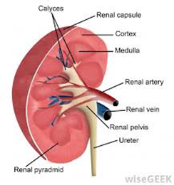 Pelvo-Ureteric Junction